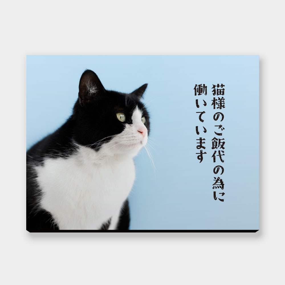 為了貓糧工作 為了貓糧工作