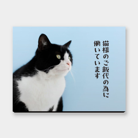 為了貓糧工作 為了貓糧工作